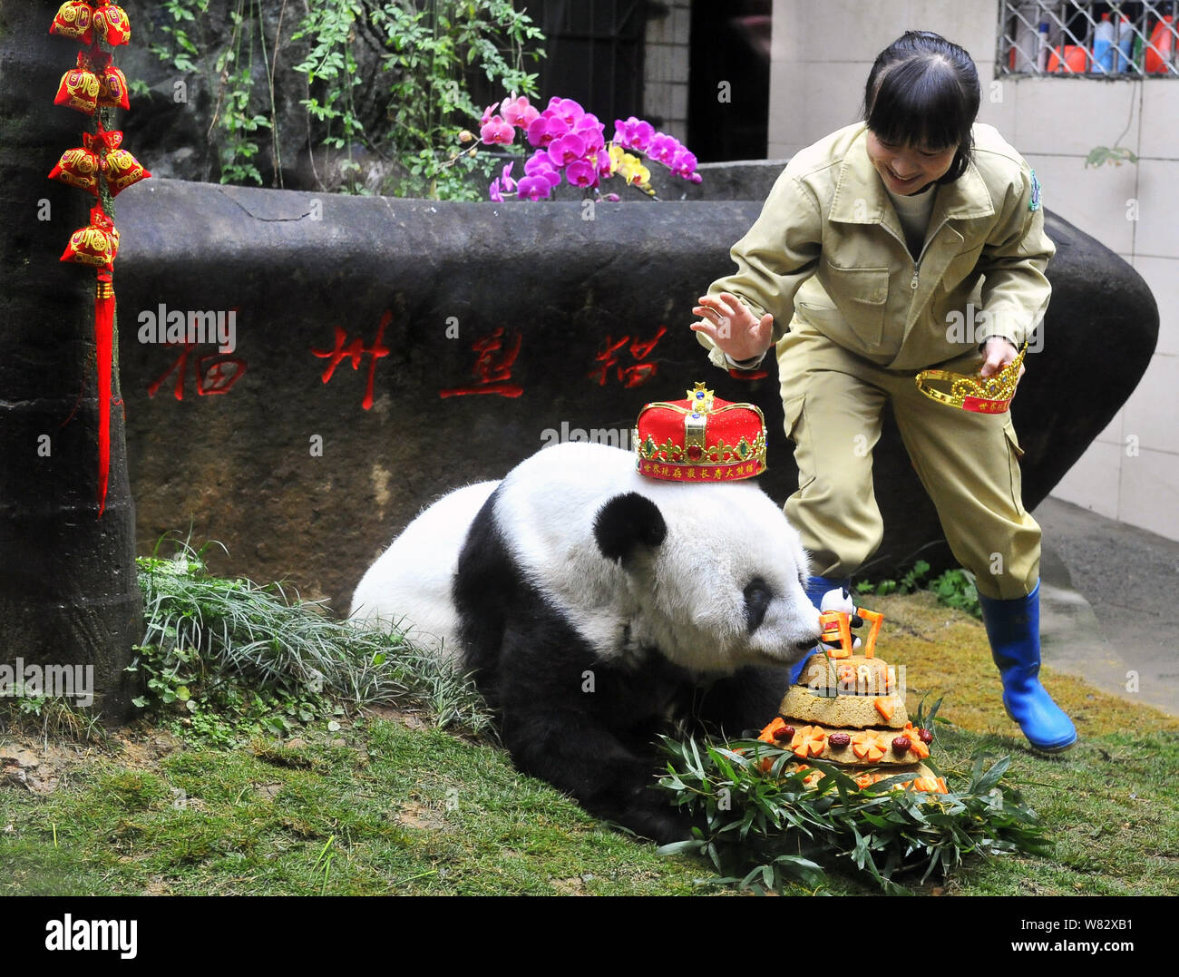 A keeper take care of the world's eldest giant panda Basi during her ...