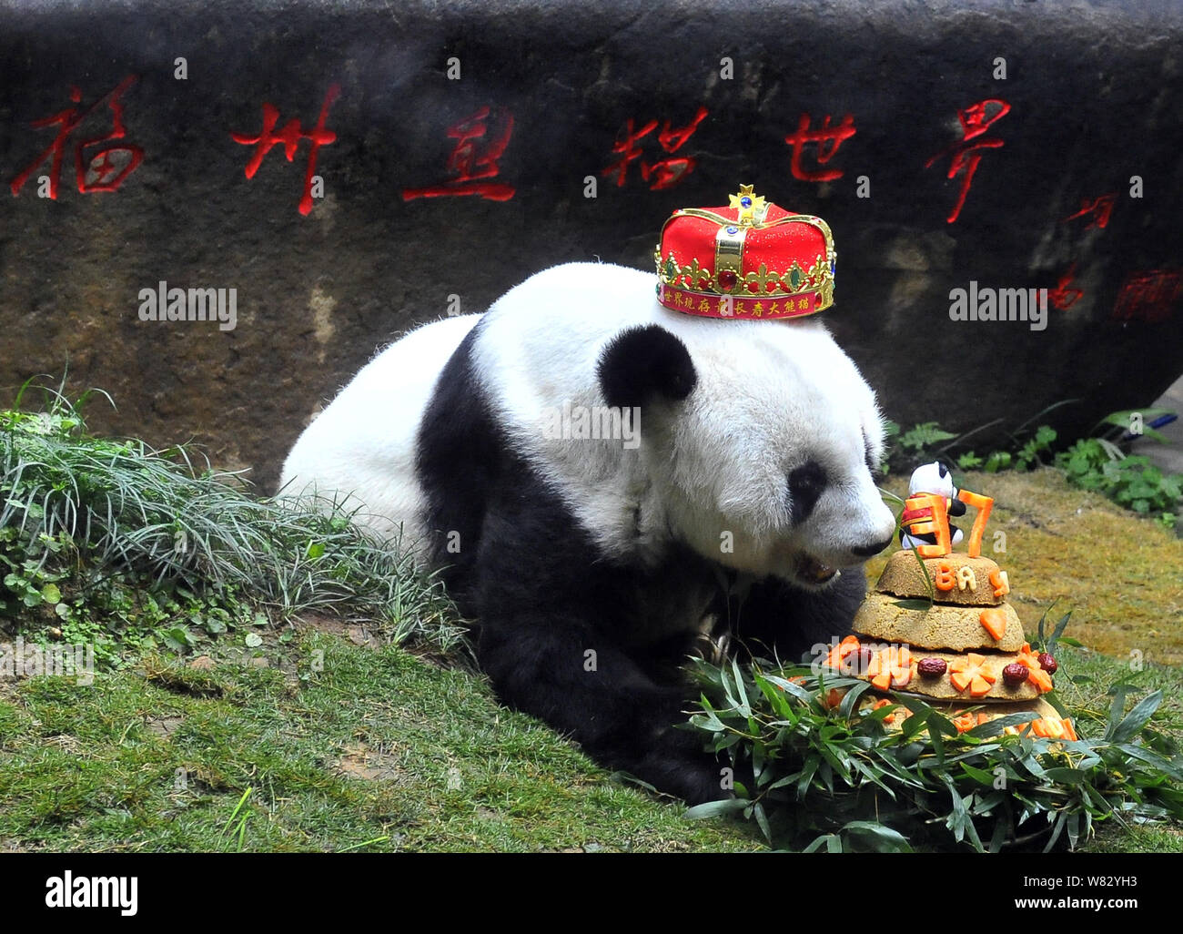 Панды едят мясо. Панда символ Китая. Мясо панды. Сырая Панда. Панда ест мясо.