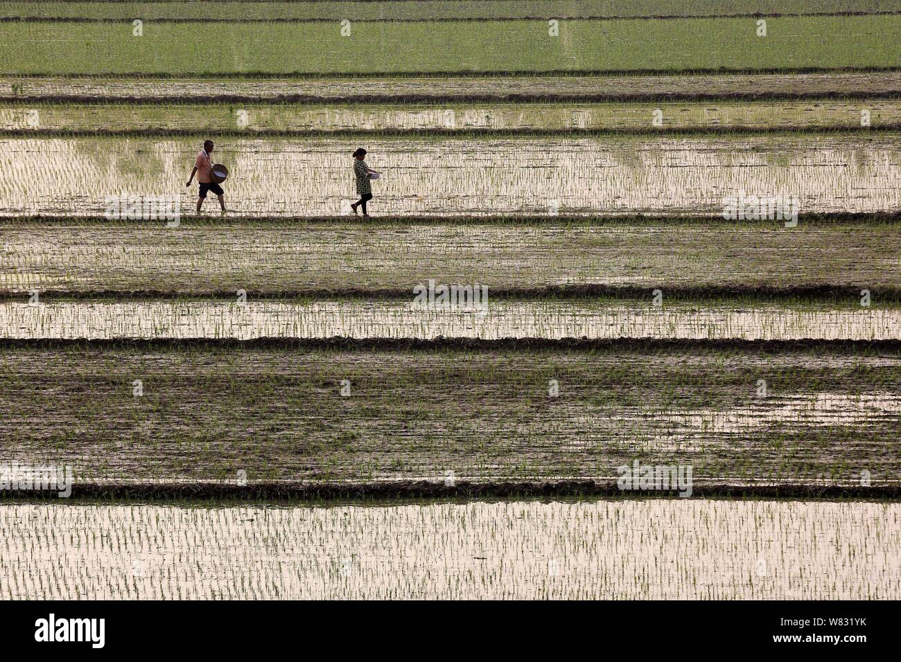 China fertilize rice hi-res stock photography and images - Alamy