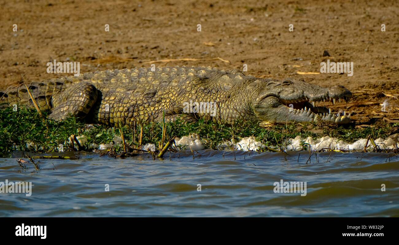 Wide shot of an alligator on the shore near the water on a sunny day Stock Photo
