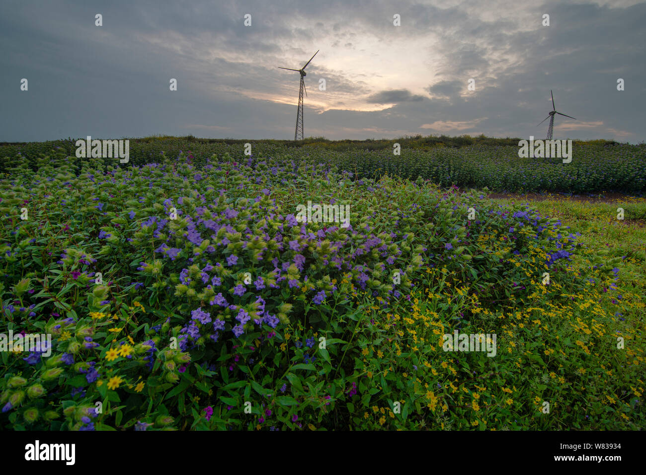 Valley Of Flowers India High Resolution Stock Photography And Images Alamy