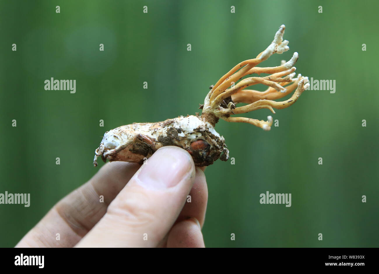 View of Ophiocordyceps sinensis (cordyceps or caterpillar fungus), a kind of traditional Chinese medicine (TCM), in Yangping village, Xinxing town, Pe Stock Photo
