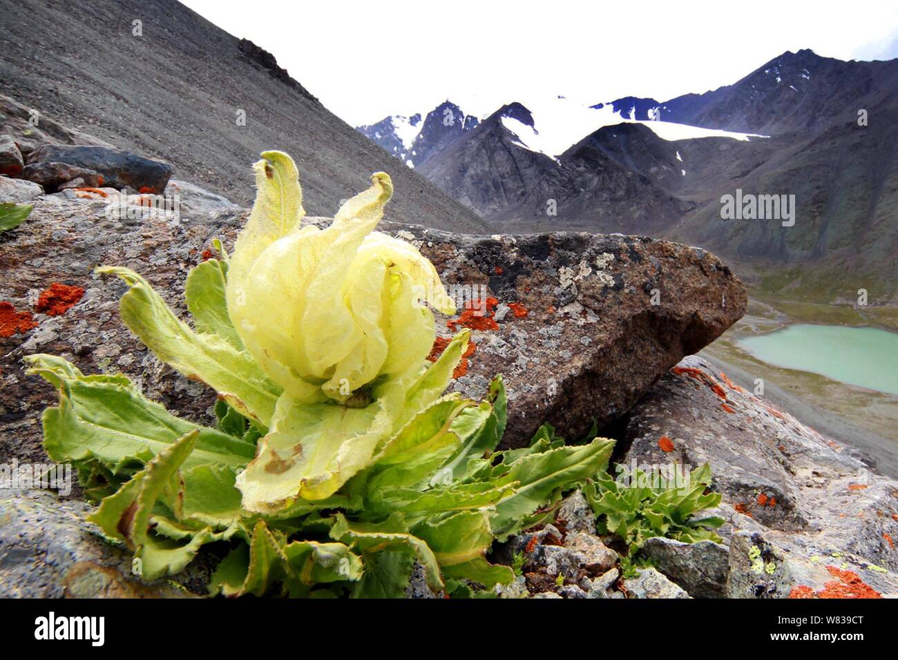 View of saussurea (saw-wort or snow lotus) in Pingding Glacier in Hami, northwest China's Xinjiang Uyghur Autonomous Region, 28 July 2013. Stock Photo