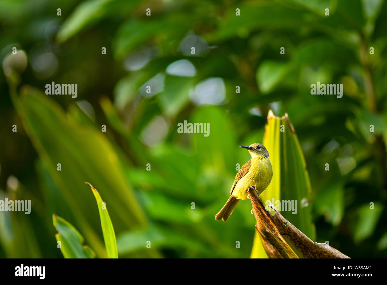 Olive Backed Sunbird in the wild Stock Photo