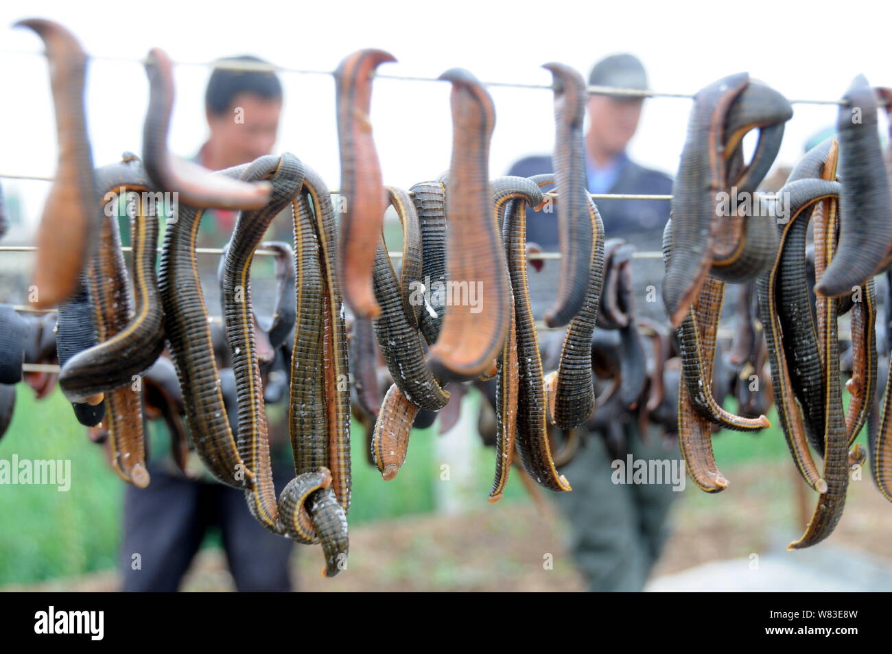 View of Hirudo medicinalis or Hirudo medicinalis being aired by
