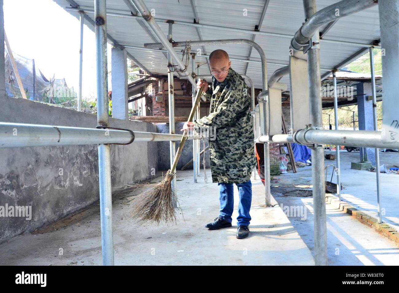 Chinese cattleman Zeng Bo, a doctorate holder in animal nutrition from Chinese Academy of Sciences, cleans his cattle farm in Daxiawei village, Liangt Stock Photo
