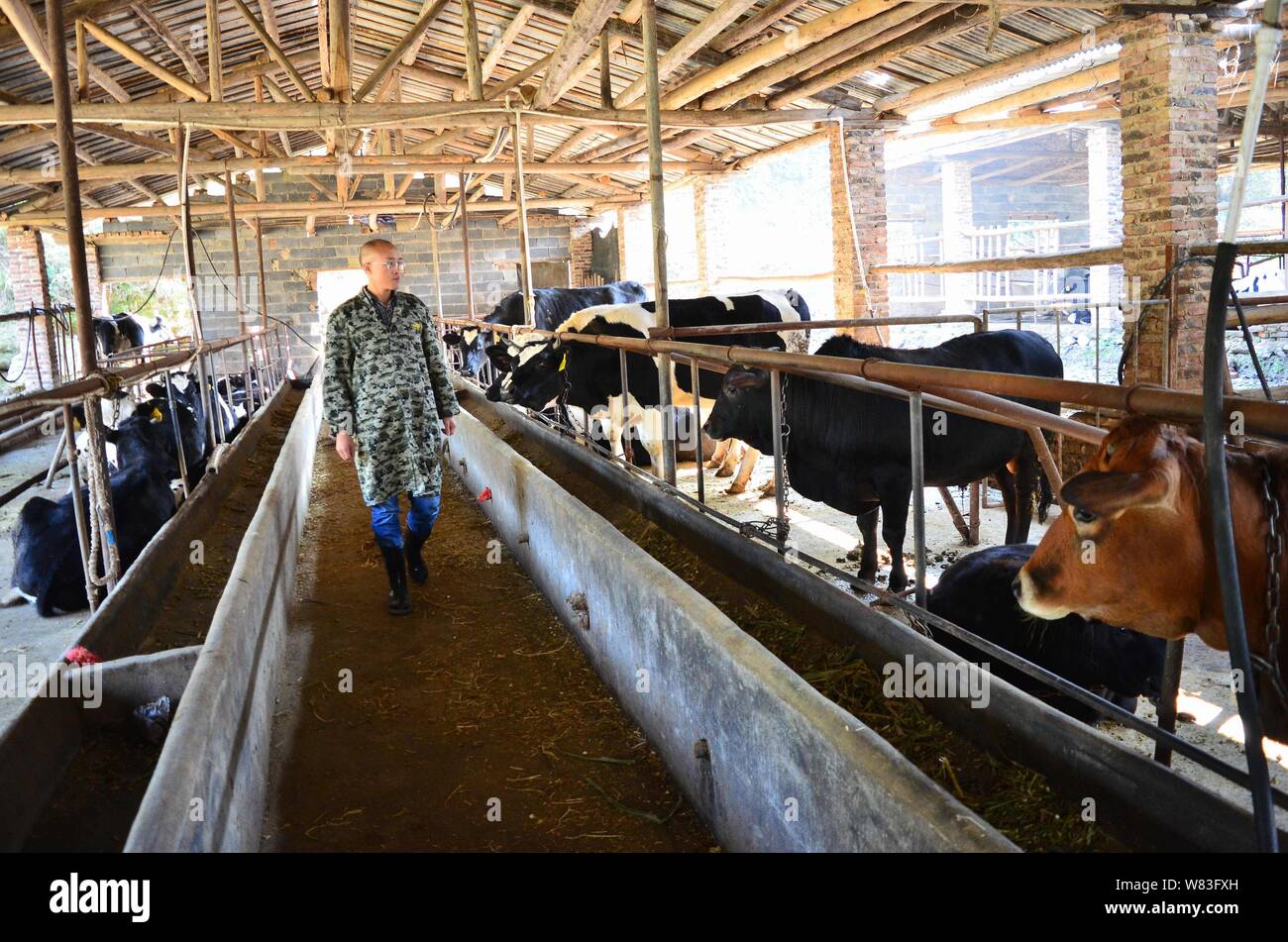 Chinese cattleman Zeng Bo, a doctorate holder in animal nutrition from Chinese Academy of Sciences, inspects his cattle farm in Daxiawei village, Lian Stock Photo