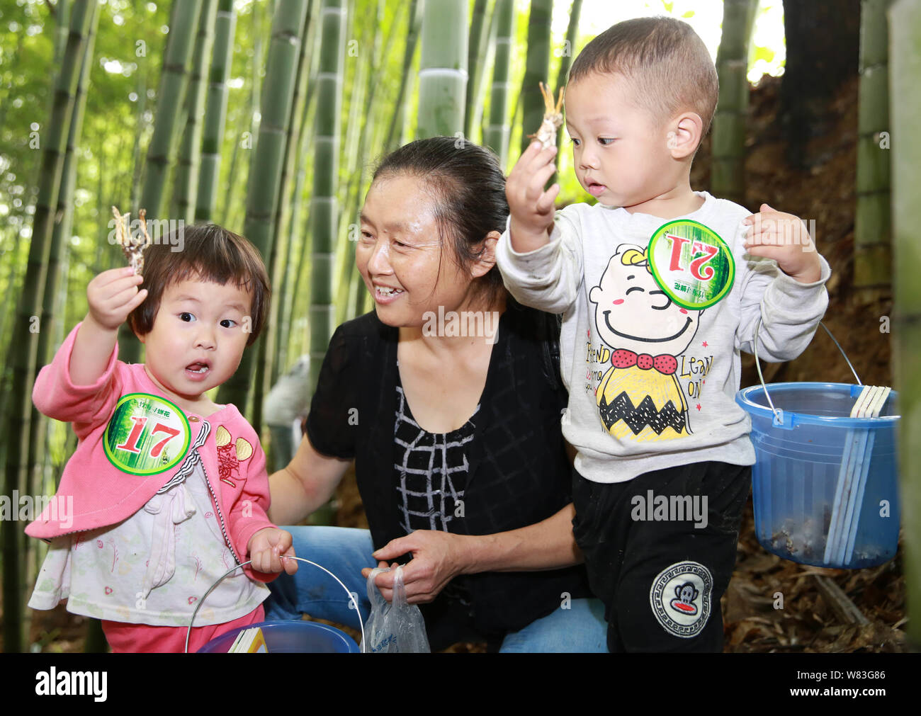 Local residents collect Ophiocordyceps sinensis (cordyceps or caterpillar fungus), a kind of traditional Chinese medicine (TCM), in Yangping village, Stock Photo