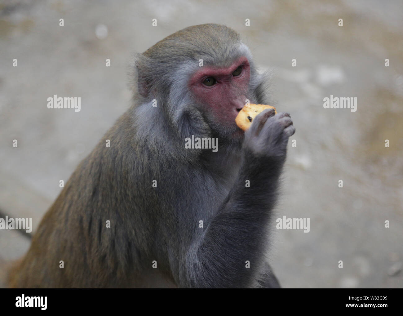 A macaque is pictured in forests which were converted from farmland by local residents to domesticate monkeys in Jiulong village, Fengshan county, Hec Stock Photo