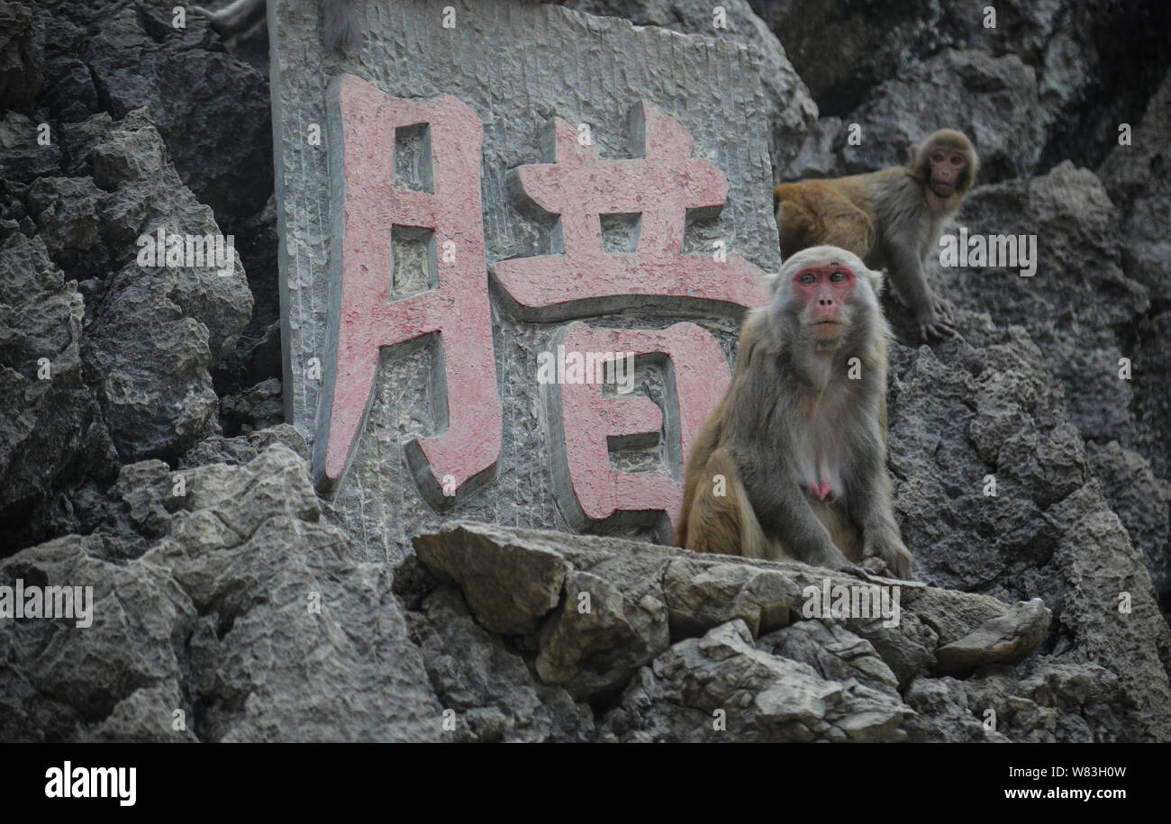Macaques are pictured in forests which were converted from farmland by local residents to domesticate monkeys in Jiulong village, Fengshan county, Hec Stock Photo