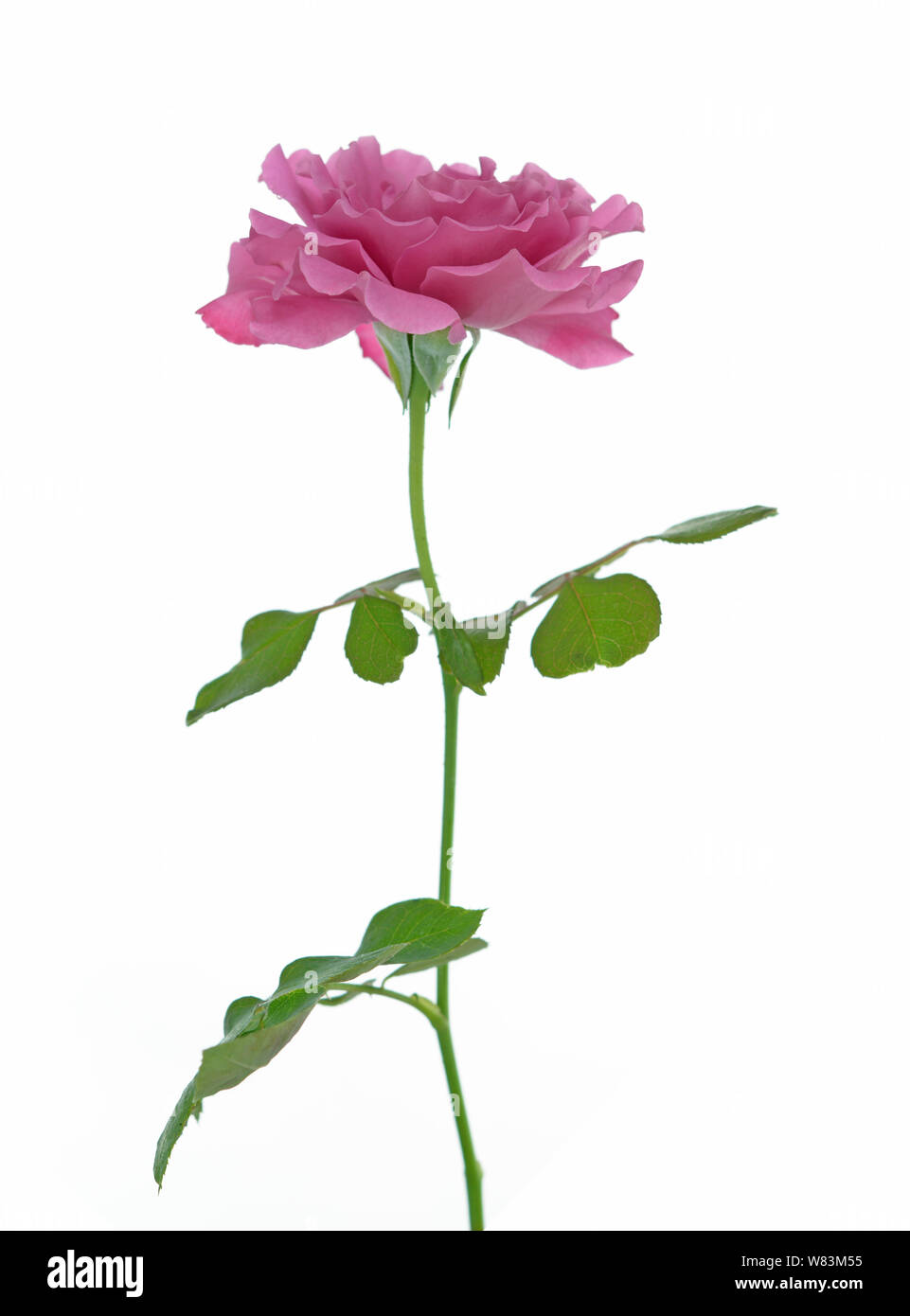 A beautiful rose isolated on white Stock Photo - Alamy