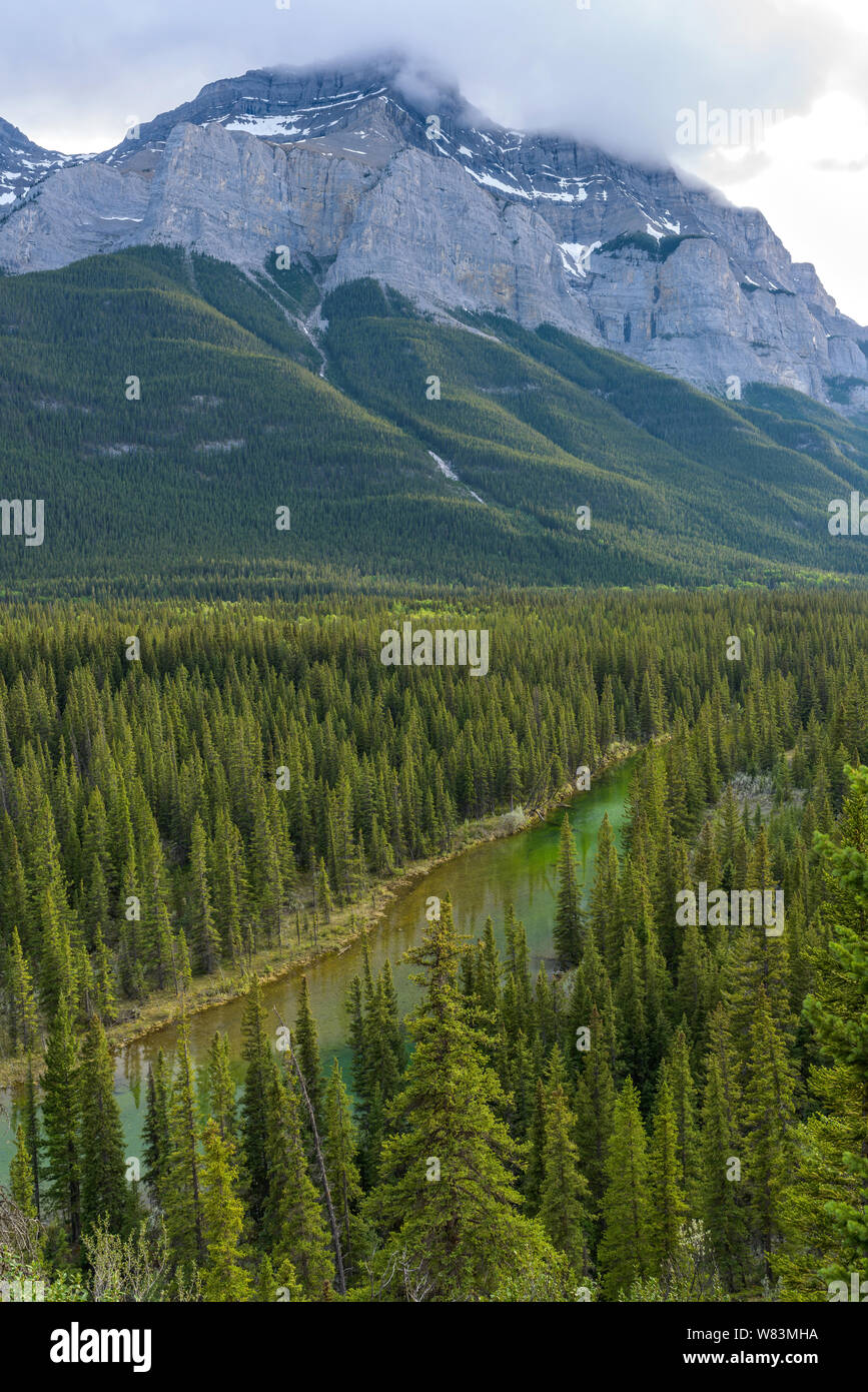 Mountain River Valley - A Spring evening view of Bow River running through dense evergreen forest at base of Mount Rundle, Banff National Park, Canada. Stock Photo