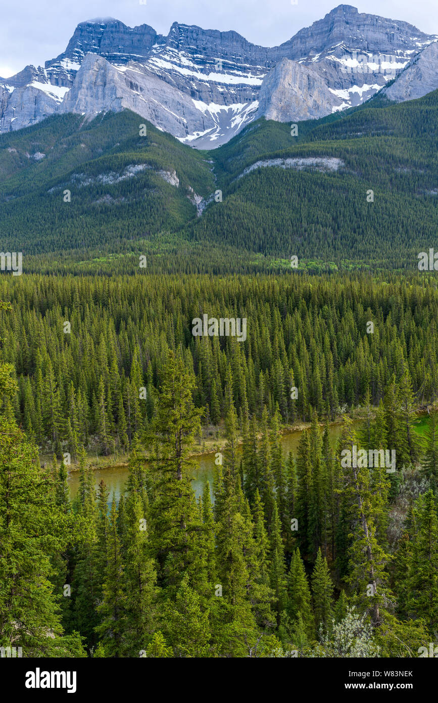 Spring Mountain Valley - A Spring evening view of dense evergreen forest in Bow River Valley at base of Mount Rundle, Banff National Park, AB, Canada. Stock Photo