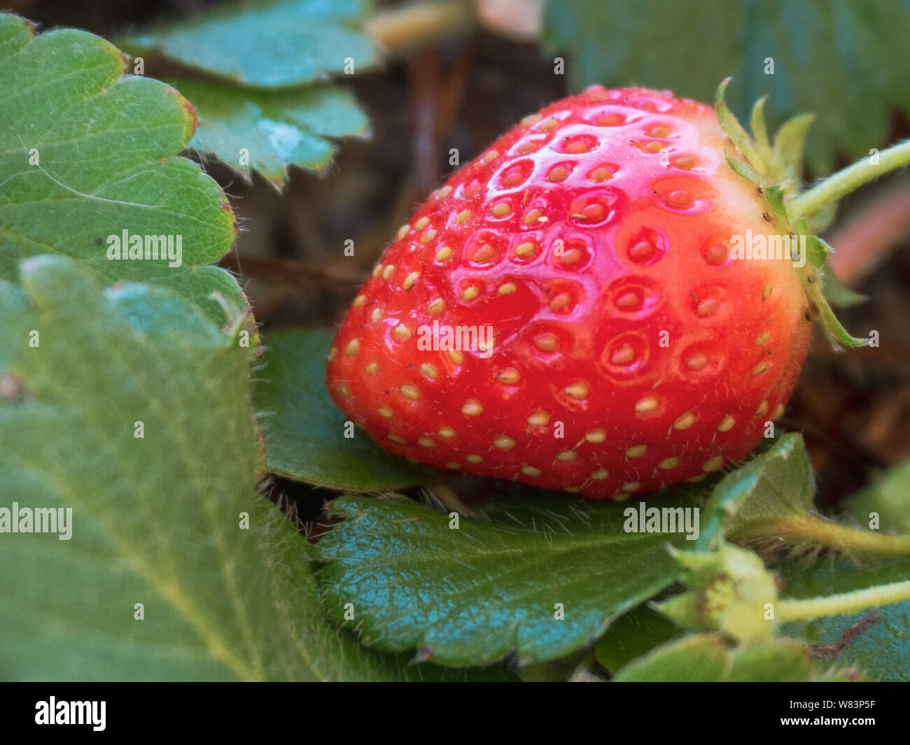 A shiny ripe red luscious looking Strawberry fruit on a bed of green ...