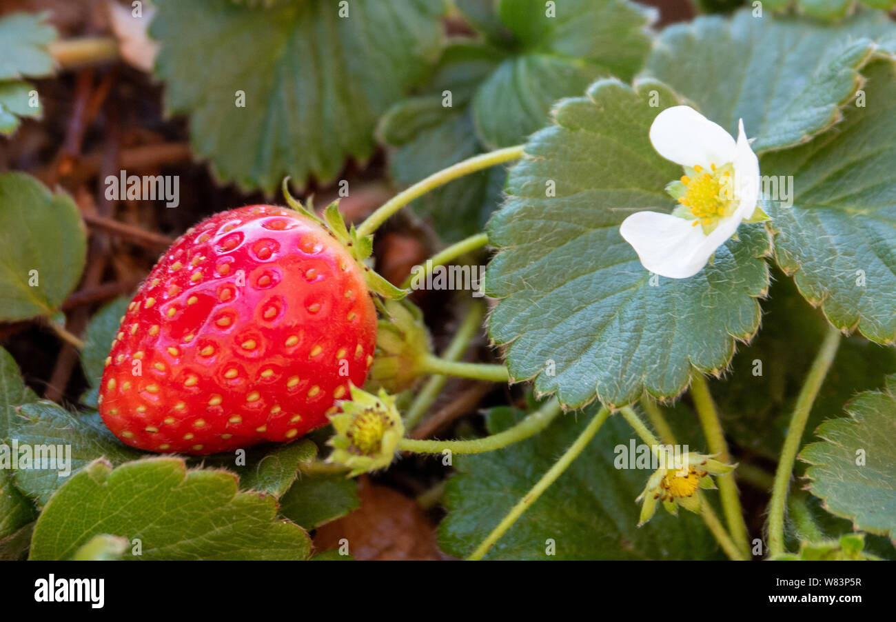 Shiny ripe red luscious looking Strawberry fruits and white flower on a ...