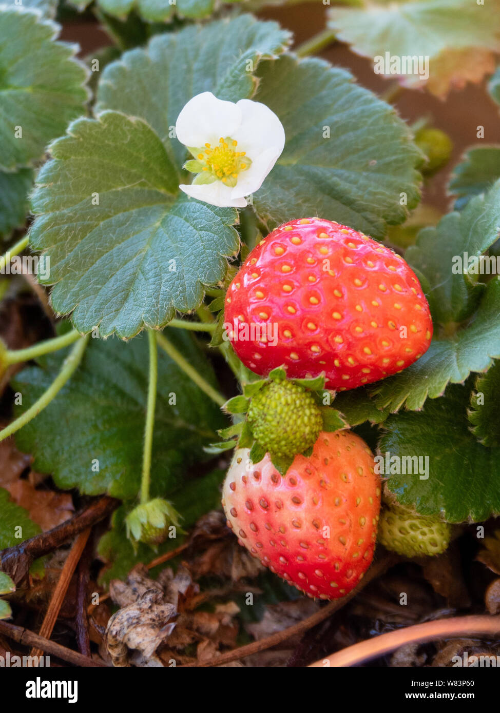 Shiny ripe red luscious looking Strawberry fruits and white flower on a ...
