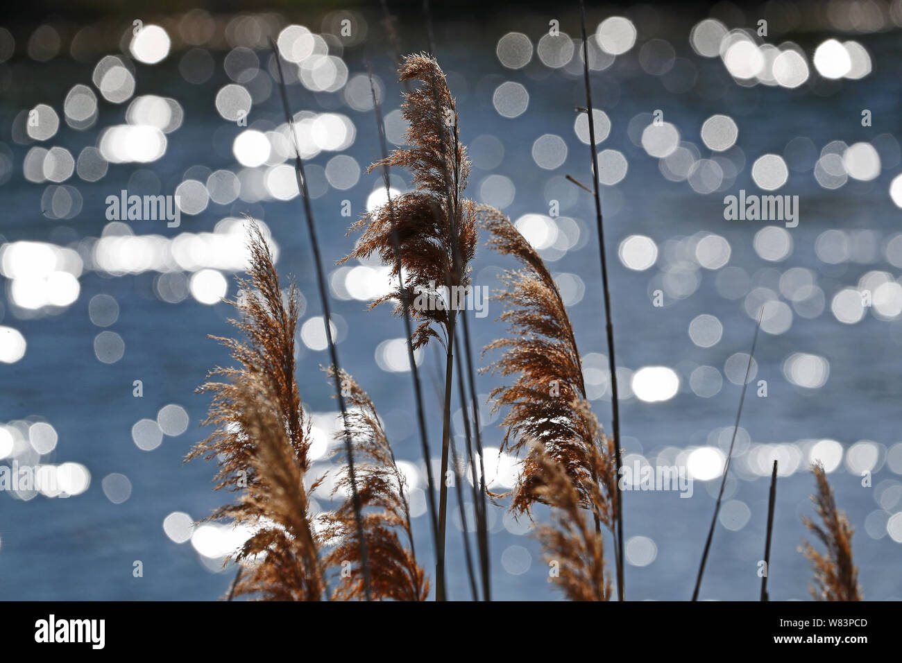 reeds or wild grass known as Ravenna grass or elephant grass Latin saccharum ravennae flowering with sparkling water behind in the sunshine in spring Stock Photo