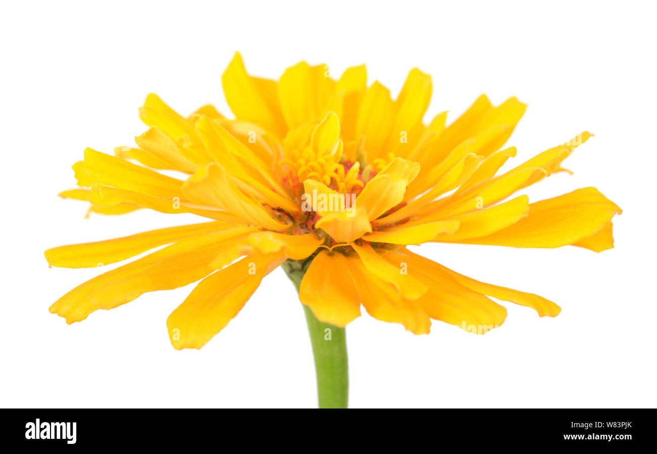 Yellow zinnia flower isolated on white Stock Photo - Alamy