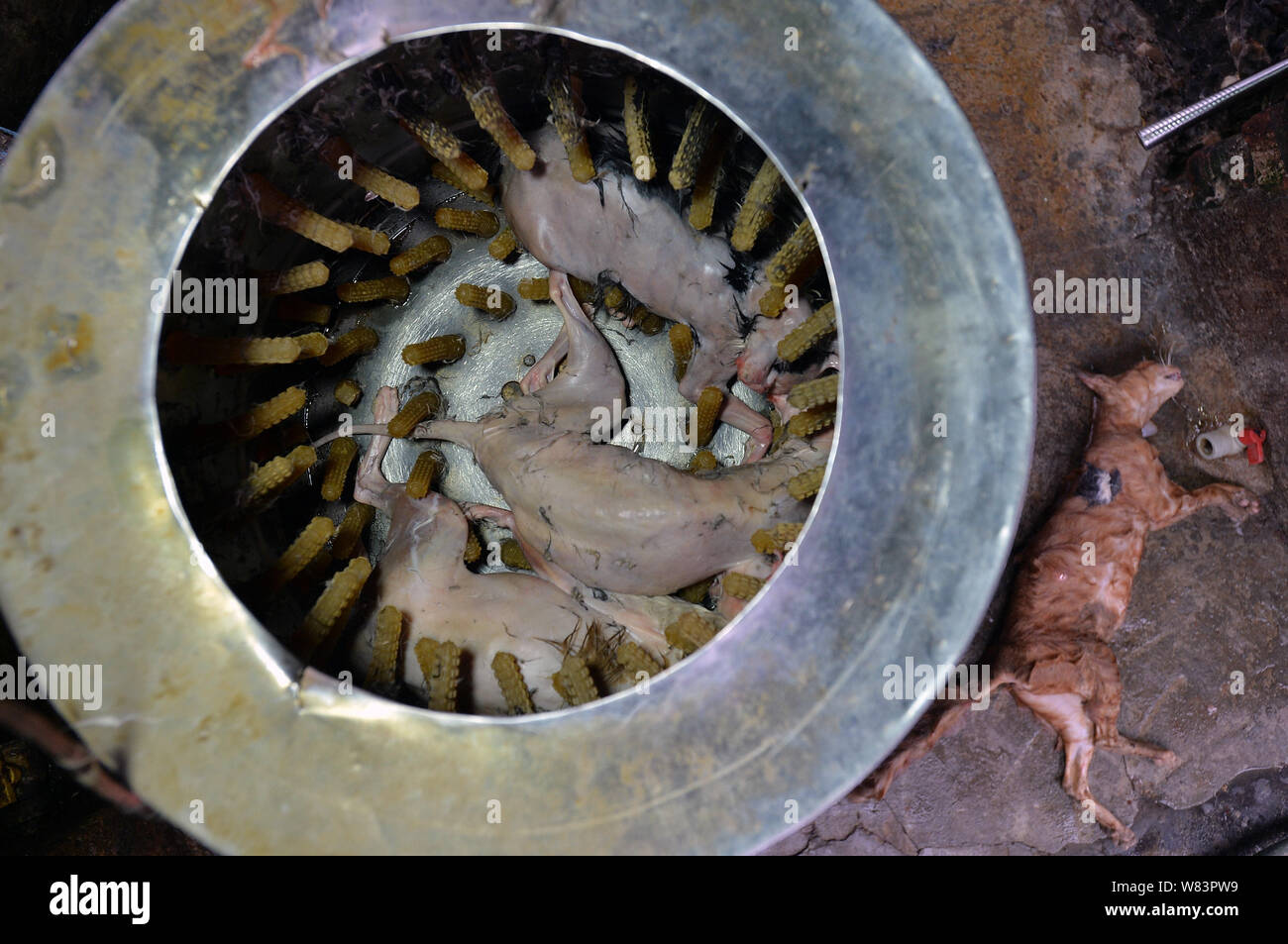 Dead cats butchered and to be sold to restaurants by Chinese "animal