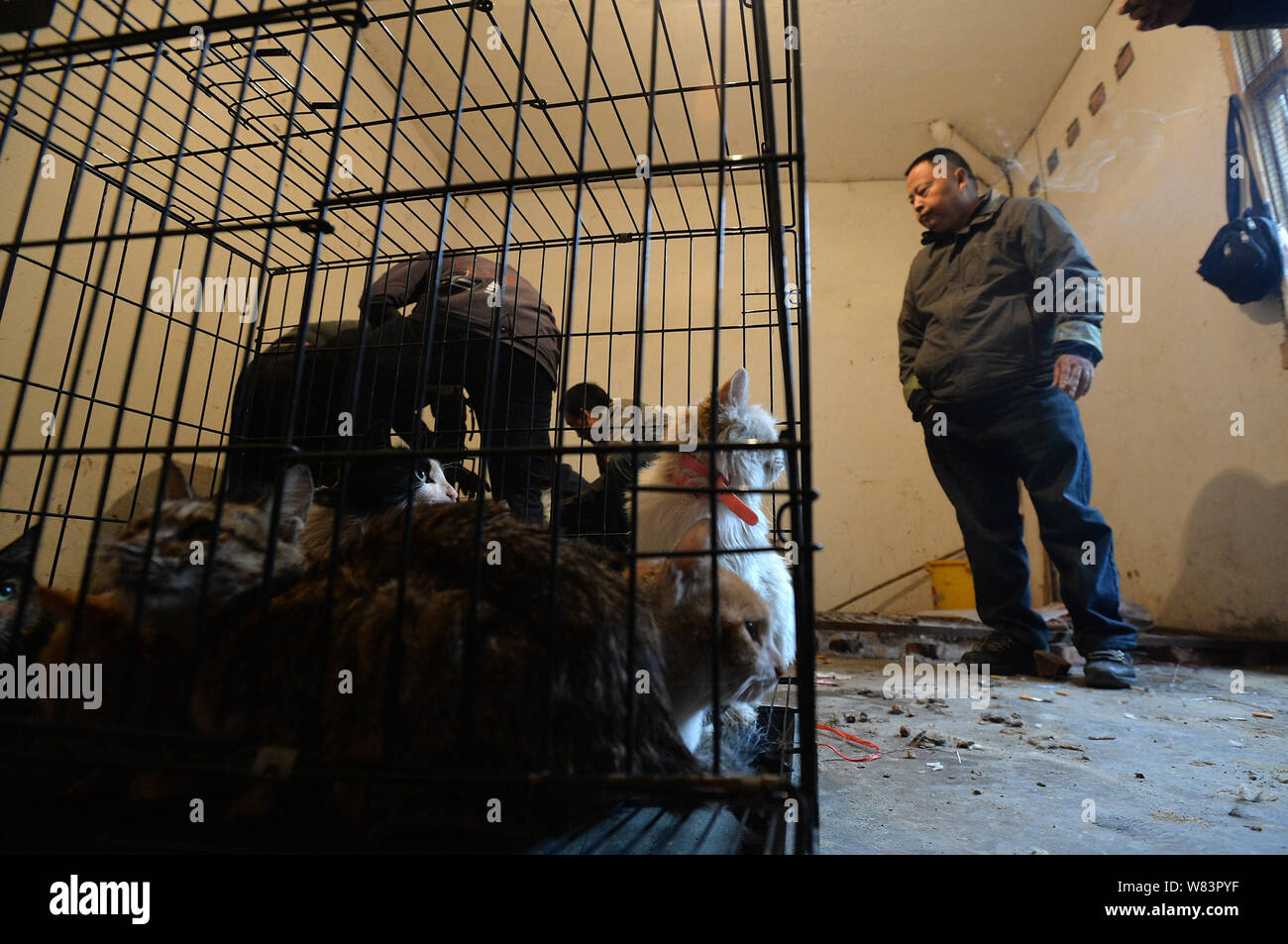 Cats to be butchered and sold to restaurants by Chinese 'animal lover' Huang Fuping are caged in his slaughterhouse in Shunjiang village, Banzhuyuan t Stock Photo