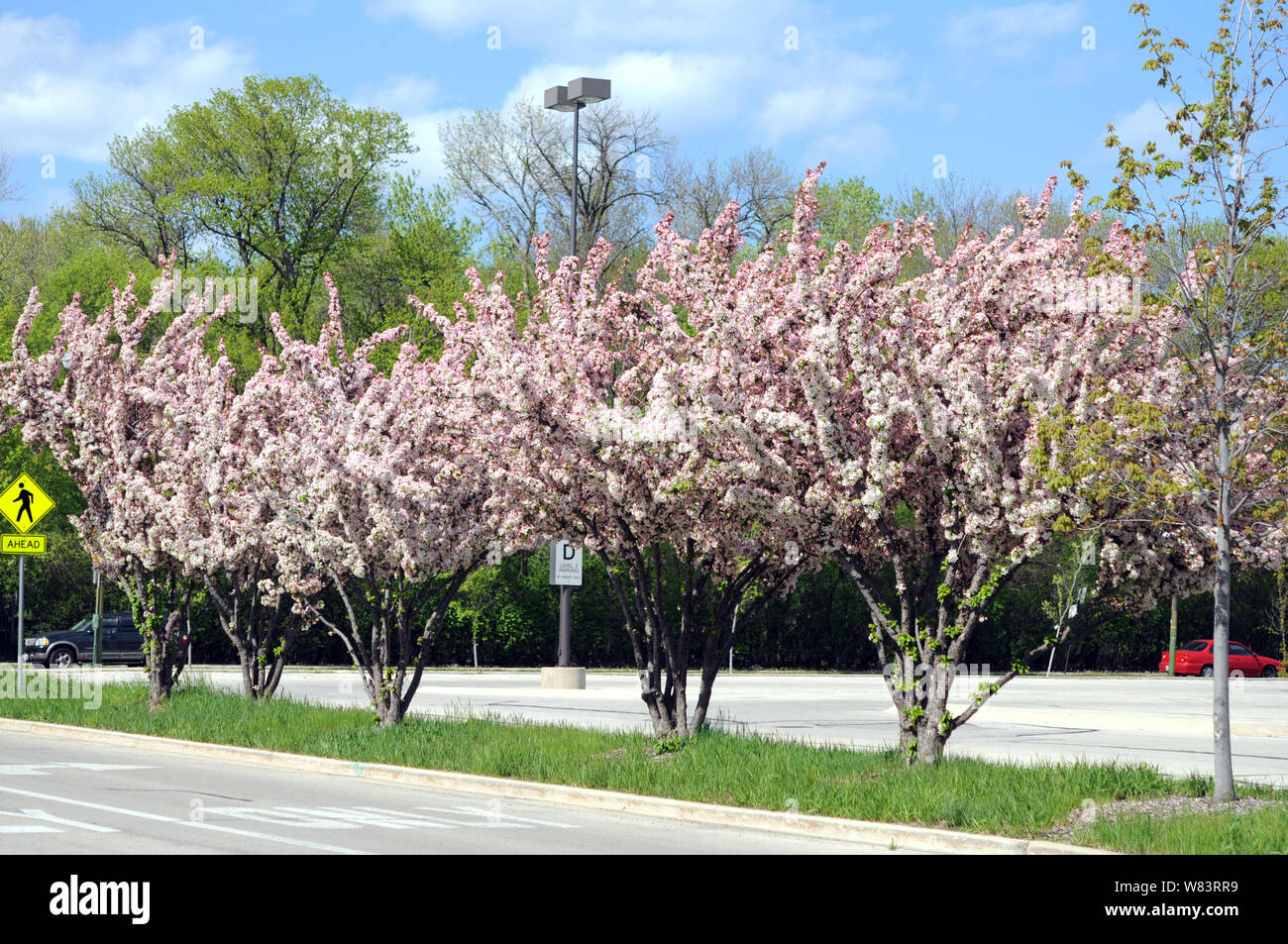 Cherry flowers in parking lot Stock Photo Alamy