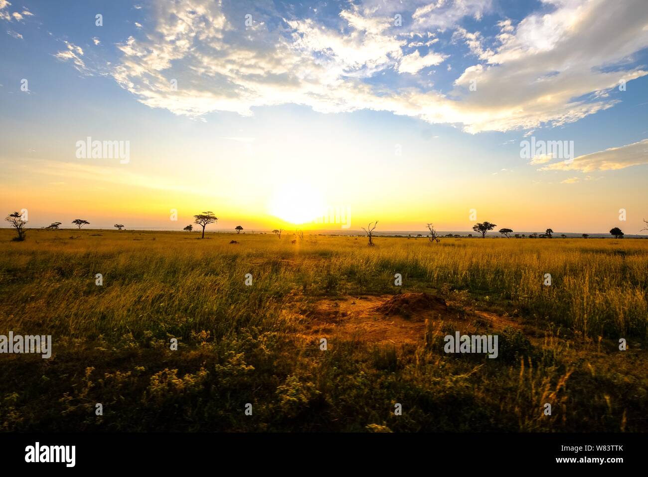 Grassy field with trees and the sun in the yellow and blue sky Stock ...