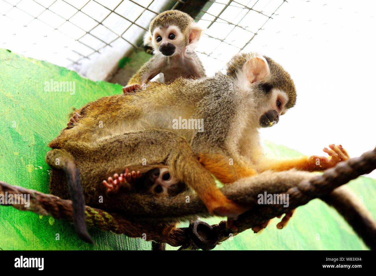 Will carry on monkey. Will carry on monkey. Индийский макак. Беличья обезьяна новорожденная. Will carry on monkey.