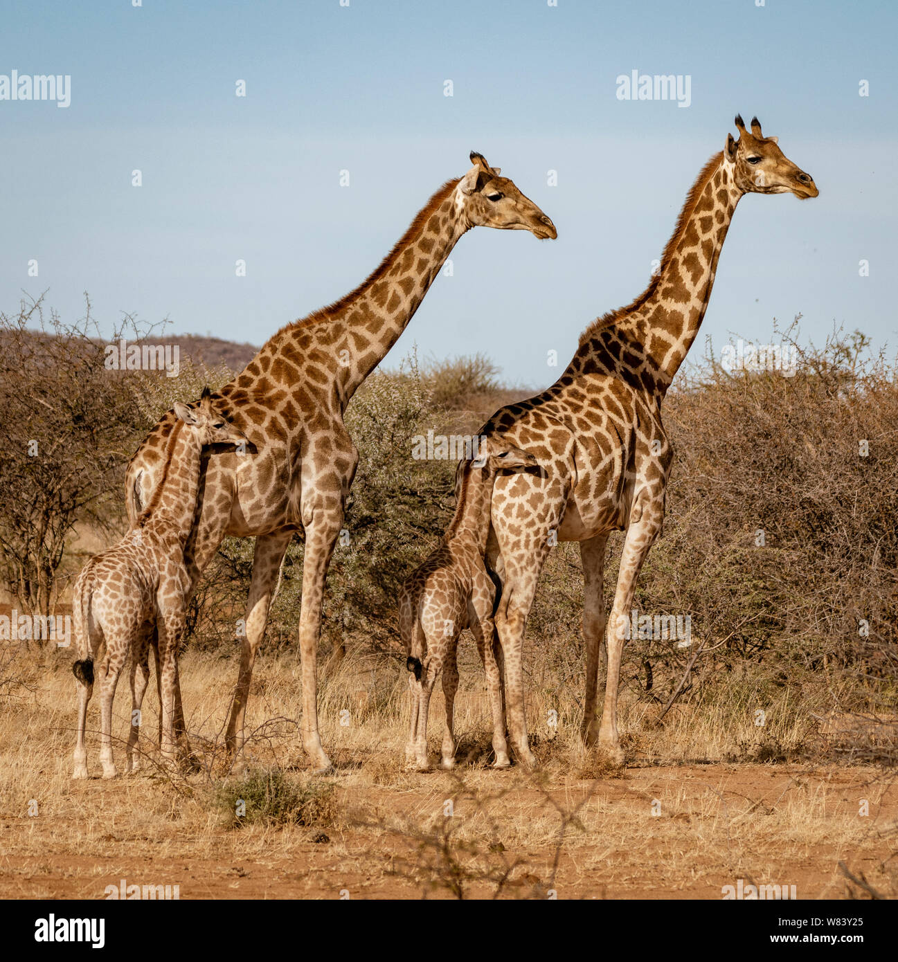 Two baby giraffes each stand next to their mother in Namibia Stock