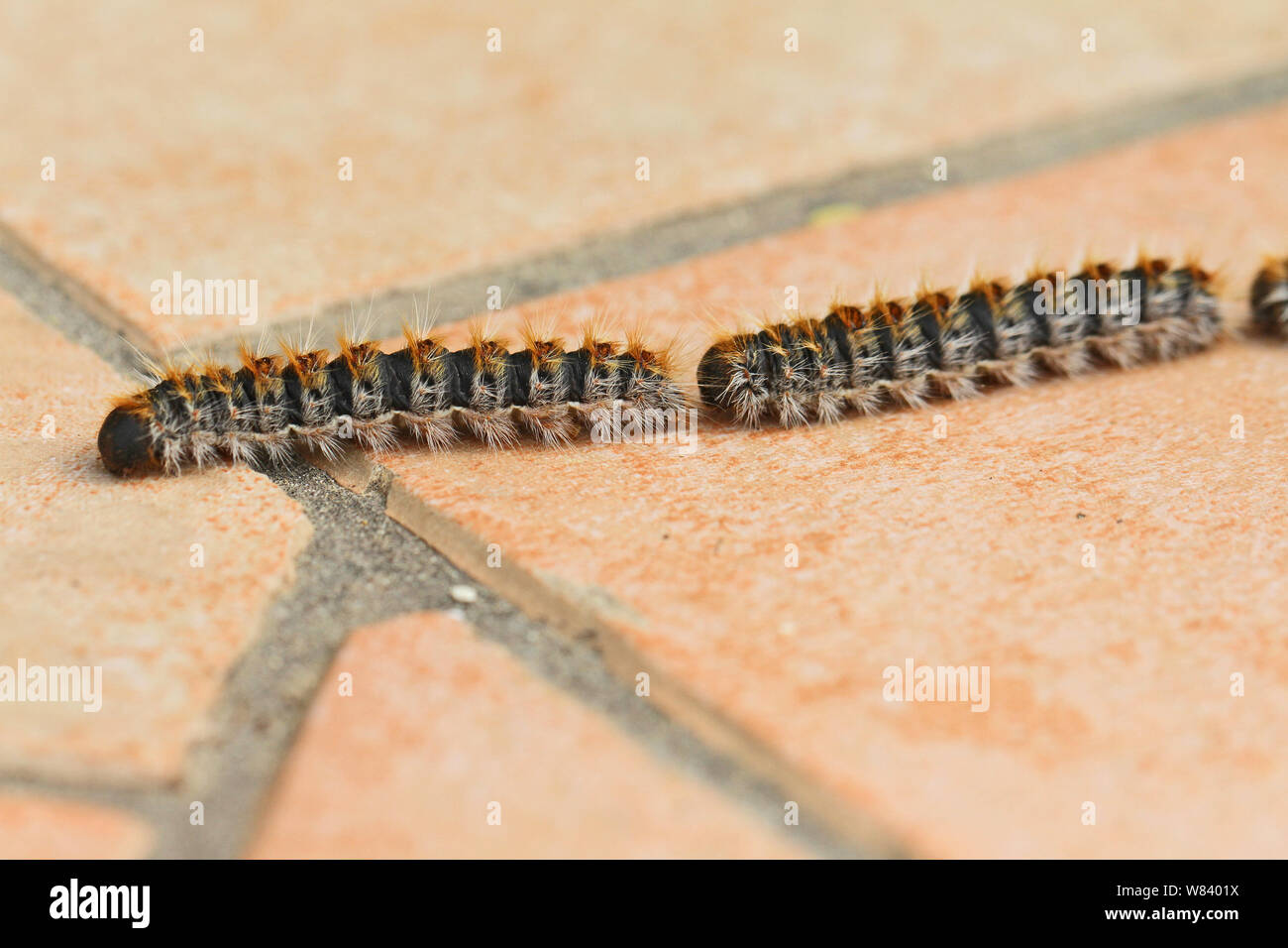 pine processionary caterpillars Latin name thaumetopoea pityocampa  thaumetopoeidae crawling or processioning close to across a patio in Italy  Stock Photo - Alamy