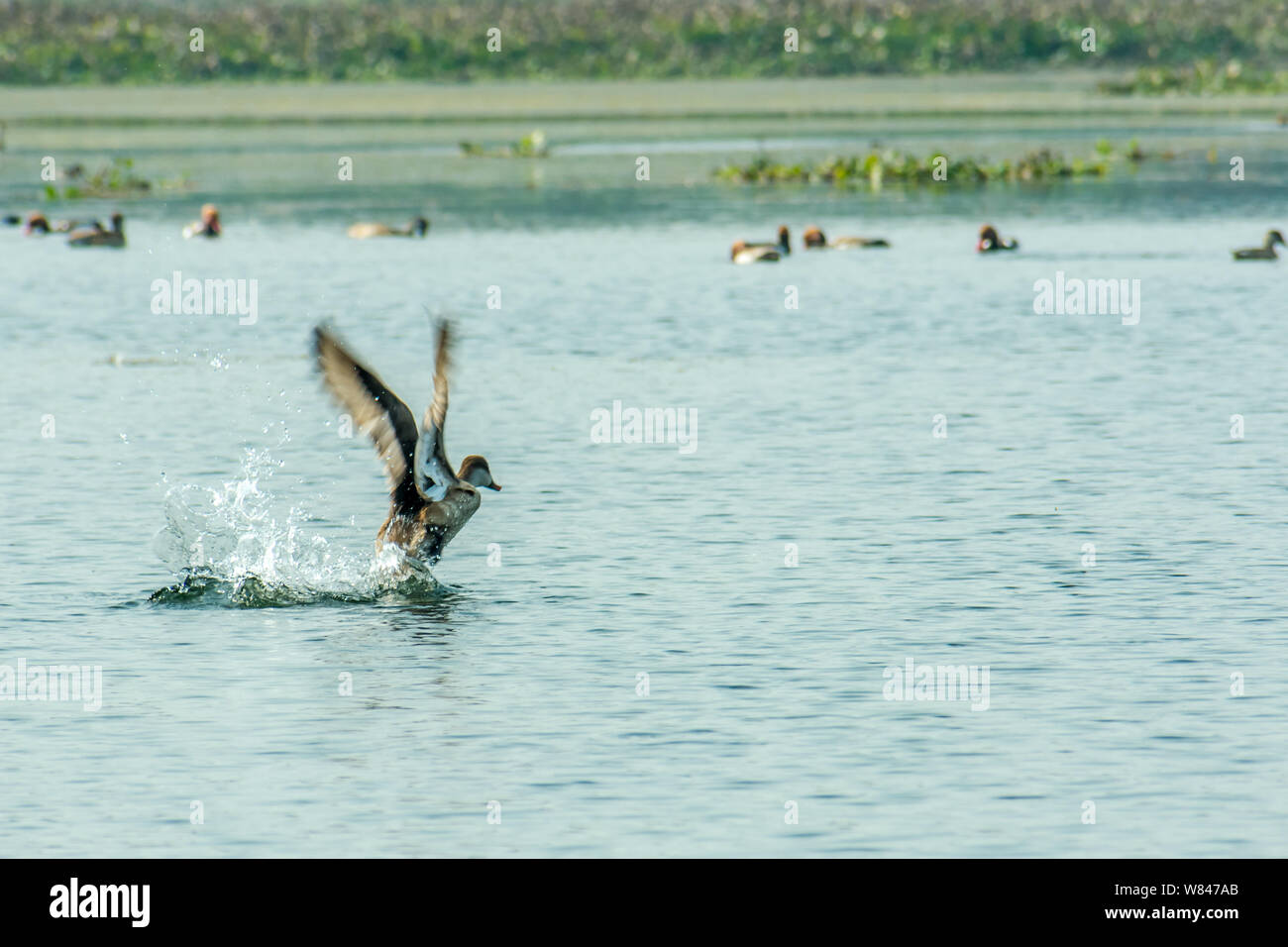 A migratory Indian Cormorant bird flying over lake in winter. Freshwater and coastal bird species spotted in waterbirds Vedanthangal Bird Sanctuary Ka Stock Photo