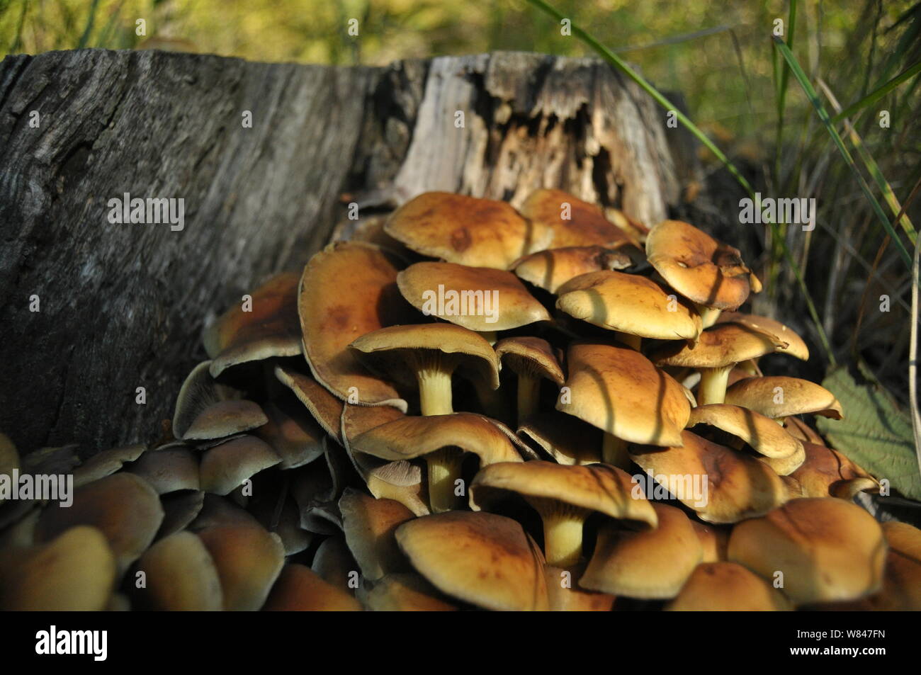 Mushrooms in the forest. Mushrooming. Autumn. Edible and poisonous