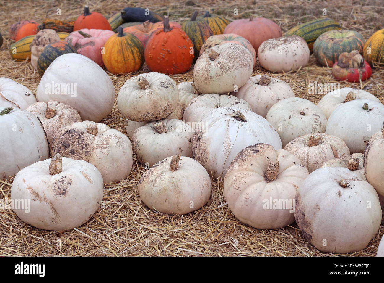 Jarrahdale squash hires stock photography and images Alamy