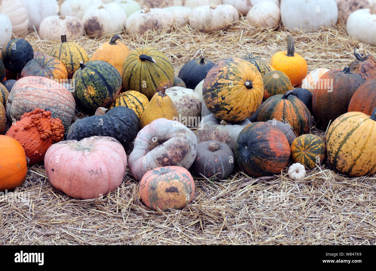 winter gourd squash on the ground Stock Photo Alamy