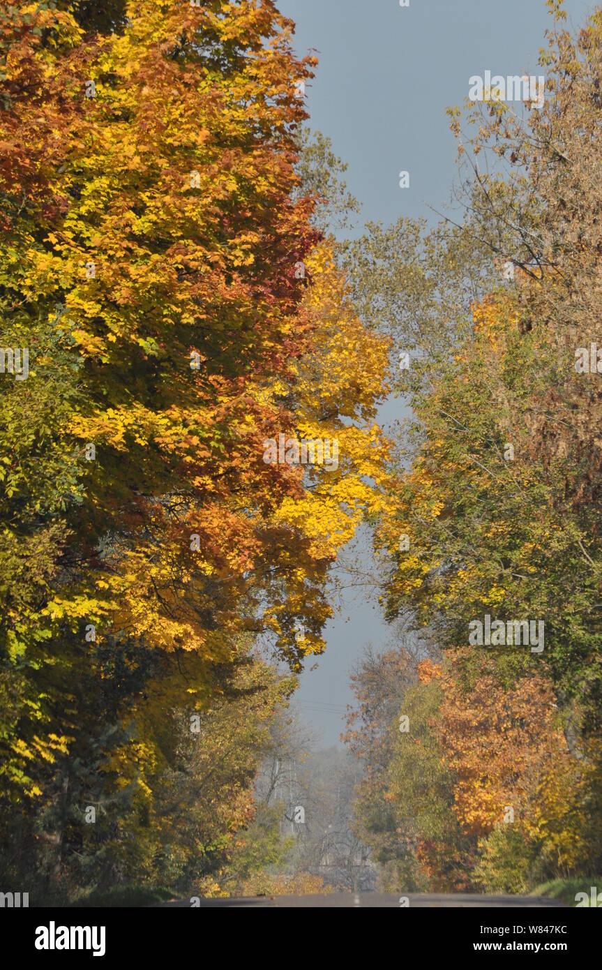 The road through the forest. Golden autumn. Trees with autumn leaves ...