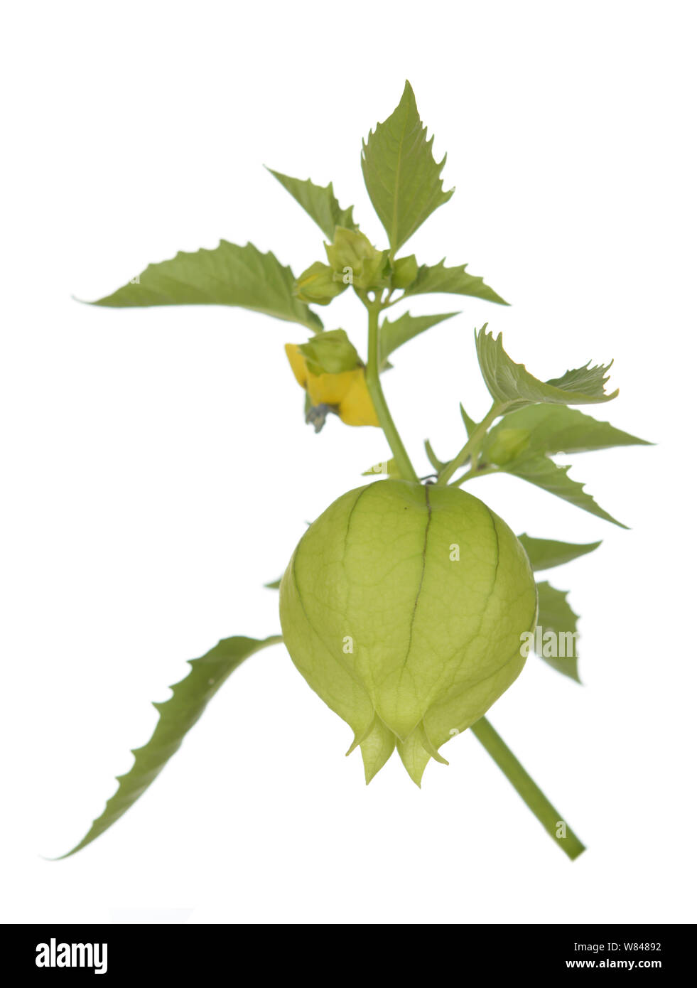 tomatillo fruit on white background Stock Photo Alamy