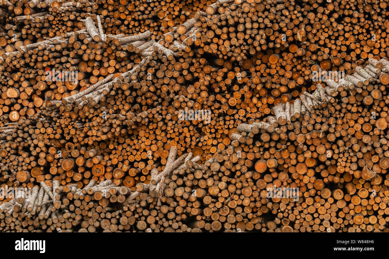 Layers of Logs Drying Before Milling in outdoor warehouse Stock Photo
