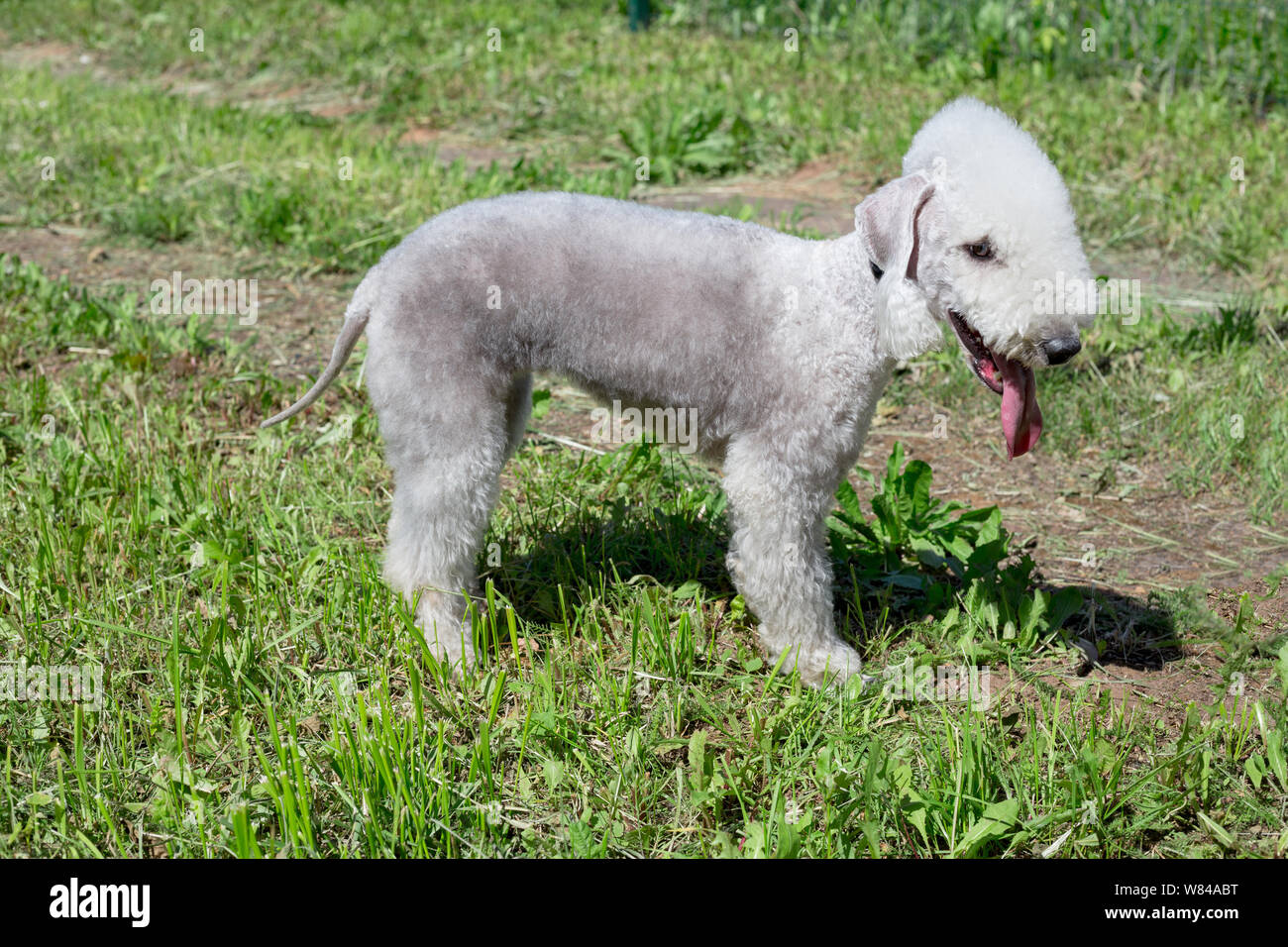 Cute Bedlington Terrier Puppy Is Standing On A Green Grass Pet Animals Cute Bedlington Terrier Puppy Is Standing On A Green Grass Pet Animals