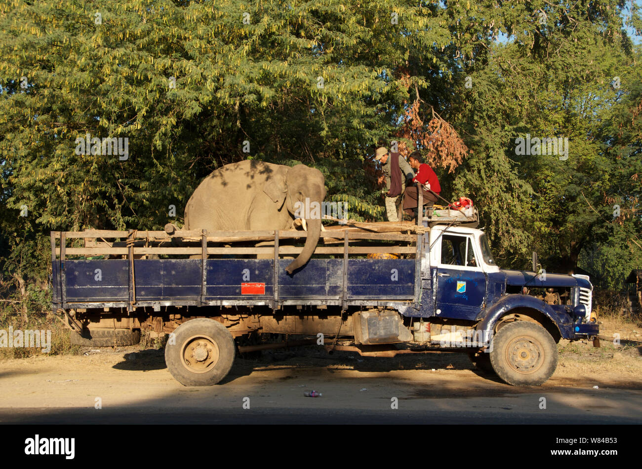 Elephant used for logging hires stock photography and images Alamy