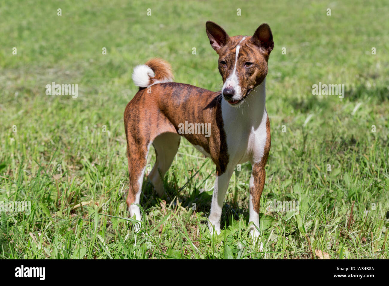 Cute brindle basenji puppy is standing on a green grass. Pet animals. Purebred dog. Stock Photo