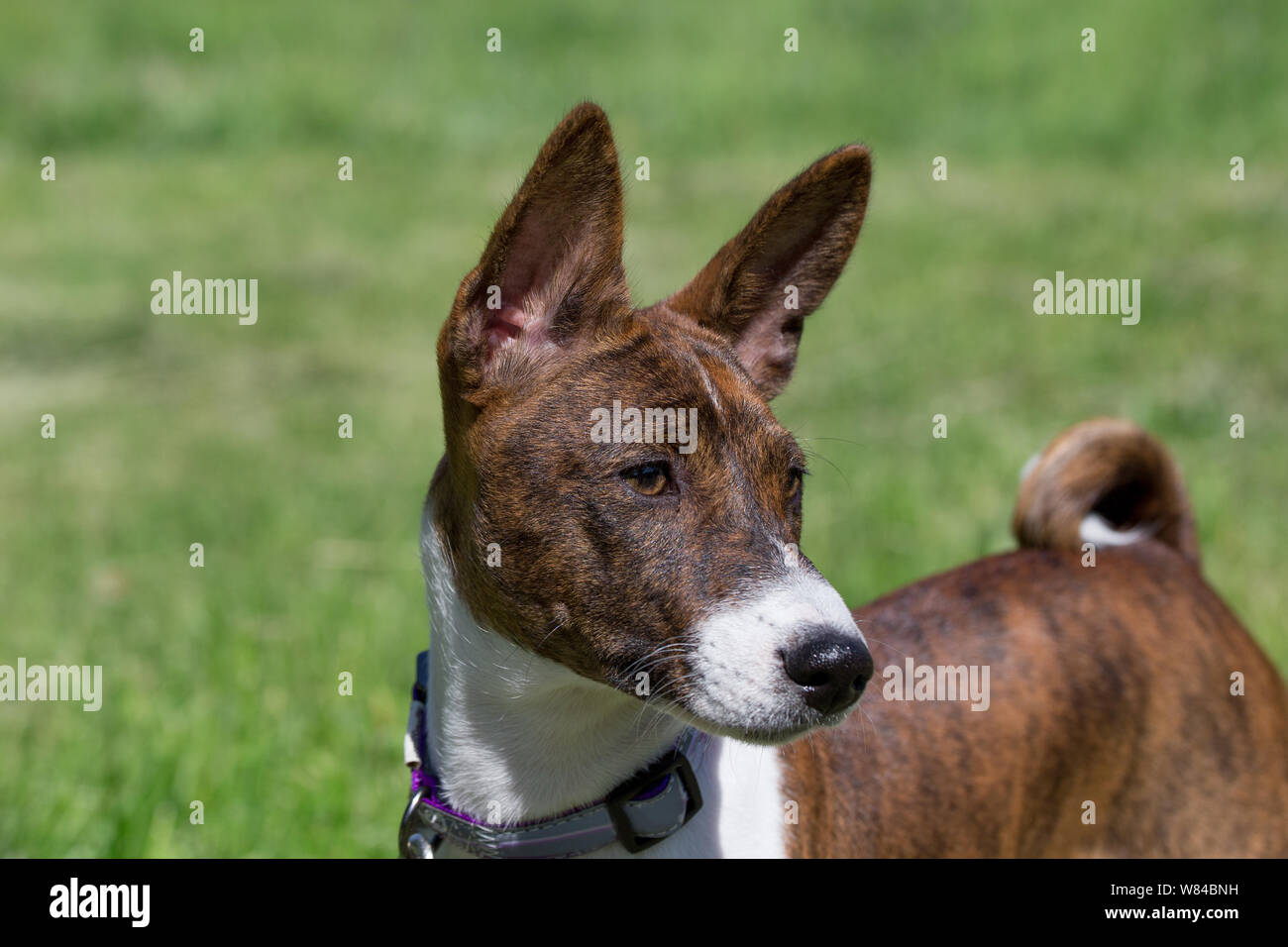 Cute brindle basenji puppy is standing on a green grass. Close up. Pet animals. Purebred dog. Stock Photo