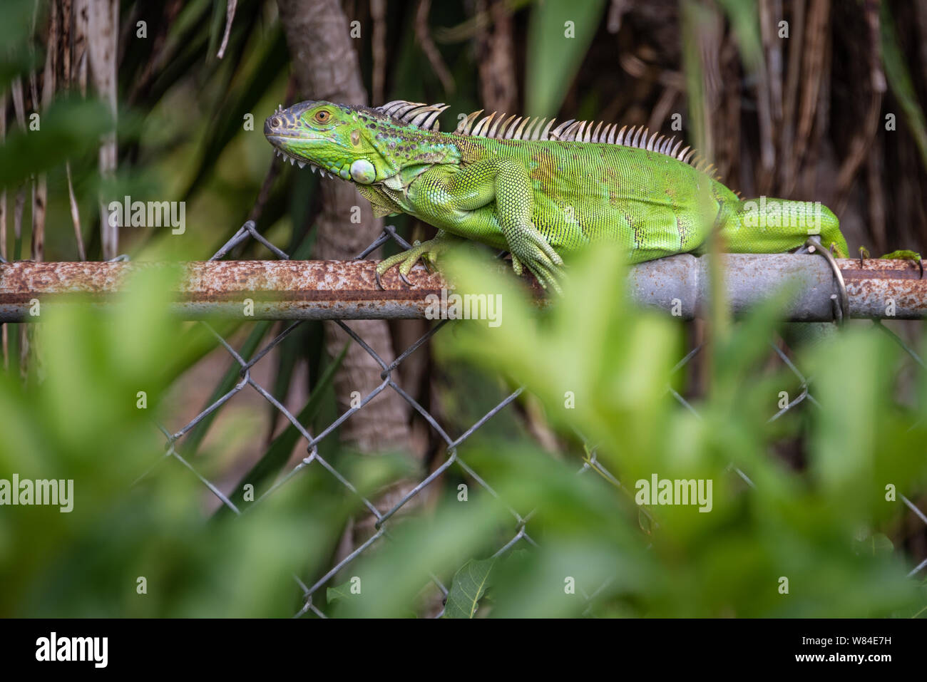 Green iguana on a fence in a West Palm Beach, Florida residential neighborhood. (USA) Stock Photo