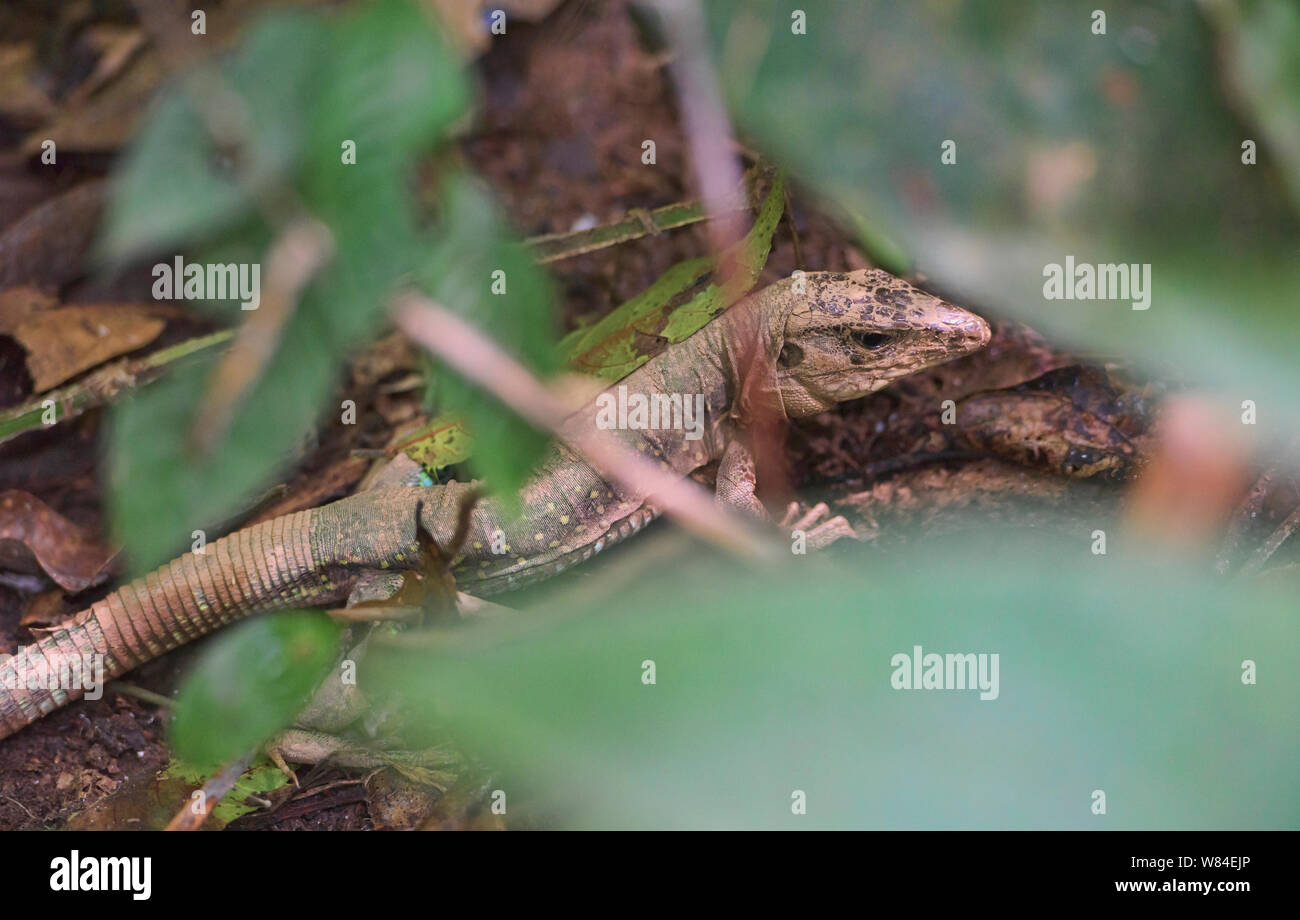 Lizard hiding in the jungle, Tambopata National Park, Peruvian Amazon Stock Photo