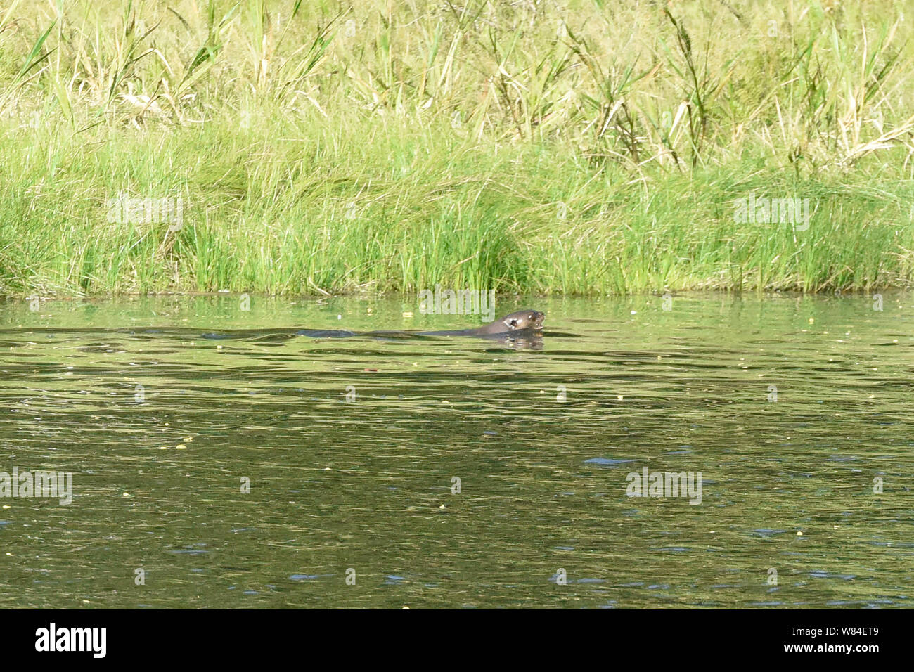 Giant river otter on Lake Chimbadas, Tambopata National Reserve, Peruvian Amazon Stock Photo
