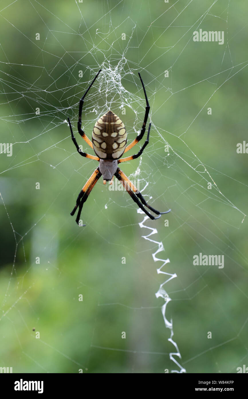 Golden Silk Orb-Weaver Spider in its web, central Texas, USA Stock Photo