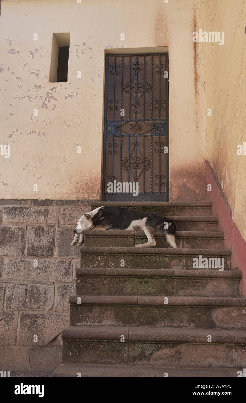 Dog day afternoon, Cusco, Peru Stock Photo