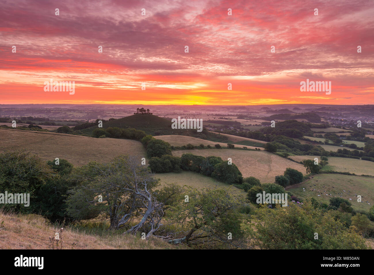 Bridport, Dorset, UK.  8th August 2019.  UK Weather.  Red sky in the morning, shepherds warning.  A fiery sunrise at dawn above Colmers Hill at Bridport in Dorset as high cloud rolls in from the south west ahead of the stormy weather which is predicted over the next couple of day. Picture Credit: Graham Hunt/Alamy Live News Stock Photo