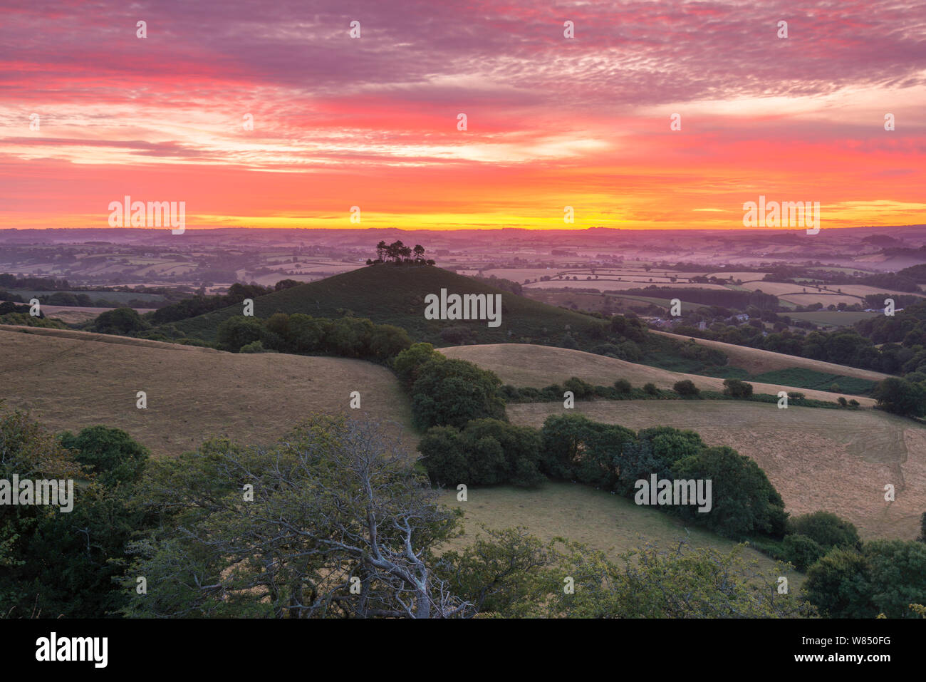 Bridport, Dorset, UK.  8th August 2019.  UK Weather.  Red sky in the morning, shepherds warning.  A fiery sunrise at dawn above Colmers Hill at Bridport in Dorset as high cloud rolls in from the south west ahead of the stormy weather which is predicted over the next couple of day. Picture Credit: Graham Hunt/Alamy Live News Stock Photo