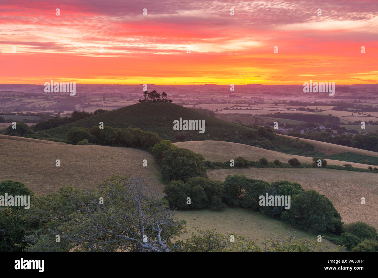 Bridport, Dorset, UK.  8th August 2019.  UK Weather.  Red sky in the morning, shepherds warning.  A fiery sunrise at dawn above Colmers Hill at Bridport in Dorset as high cloud rolls in from the south west ahead of the stormy weather which is predicted over the next couple of day. Picture Credit: Graham Hunt/Alamy Live News Stock Photo