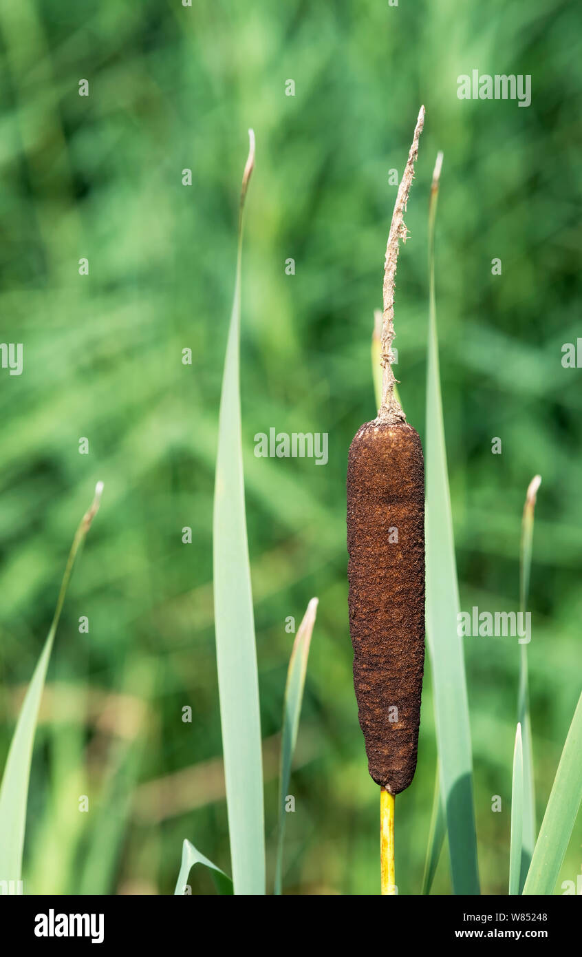 Flowering Bulrush (Typha latifolia) also known as Reed Mace Stock Photo