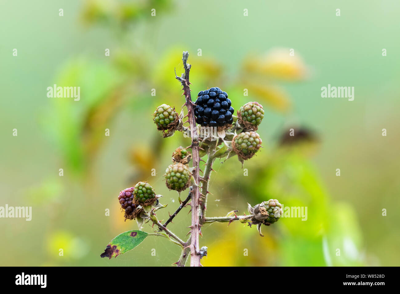 Wild Blackberry ripening on a Bramble plant Stock Photo Alamy